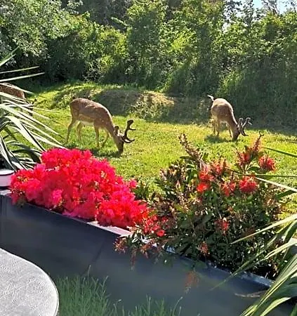 Het Duinhuisje Met Jacuzzi, Gratis Parkeren, 2 Fietsen Te Leen, Airco Bed & Breakfast Zandvoort