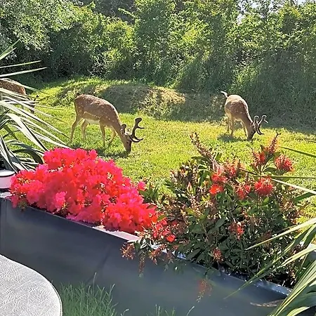 Bed & Breakfast Het Duinhuisje Met Jacuzzi, Gratis Parkeren, 2 Fietsen Te Leen, Airco 4*