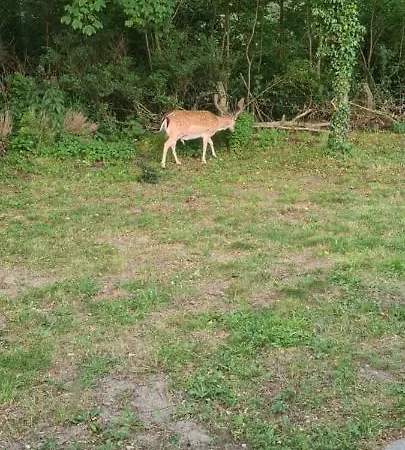 Het Duinhuisje Met Jacuzzi, Gratis Parkeren, 2 Fietsen Te Leen, Airco ベッド・アンド・ブレックファスト