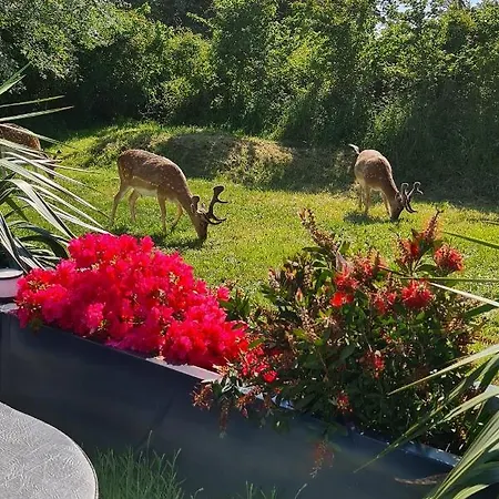 Het Duinhuisje Met Jacuzzi, Gratis Parkeren, 2 Fietsen Te Leen, Airco ベッド・アンド・ブレックファスト ザントフォールト