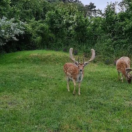 Het Duinhuisje Met Jacuzzi, Gratis Parkeren, 2 Fietsen Te Leen, Airco
